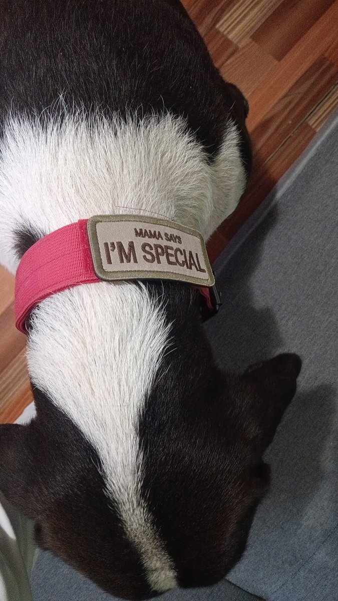 Nana adoptada desde el jueves nos enseña el collar que lleva.
Su primer collar😍 "Mamá dice que soy especial" con esta foto nos alegra el día. GRACIAS POR ADOPTAR😊🤗🐈‍⬛🐕🐾