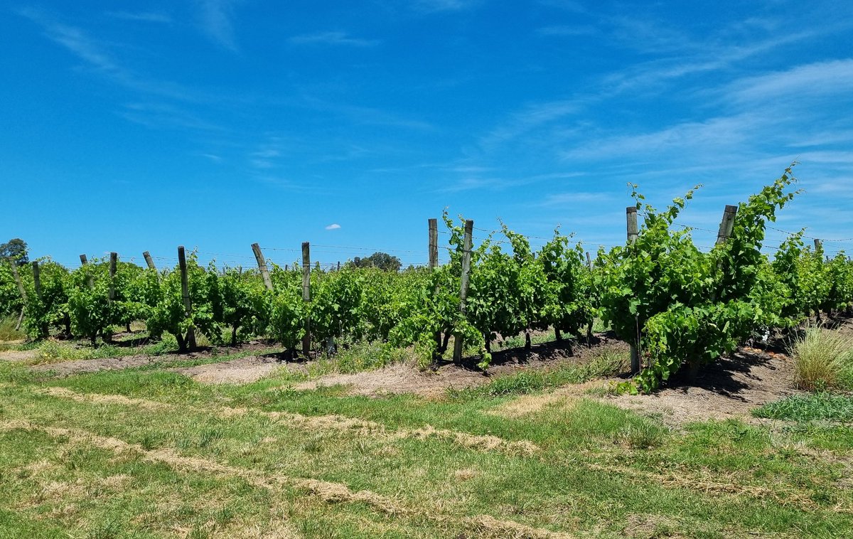 Natalia Caliani (@ns_caliani) on Twitter photo An amazing start to an amazing trip! Uruguay is a wine region of the world that has so much to teach and offer. Pin it for your next trip to South América.
Gracias totales #GWC #FAGRO <a href="/ARCwinecentre/">ARC Wine Centre</a> An amazing start to an amazing trip! Uruguay is a wine region of the world that has so much to teach and offer. Pin it for your next trip to South América.
Gracias totales #GWC #FAGRO <a href="/ARCwinecentre/">ARC Wine Centre</a>