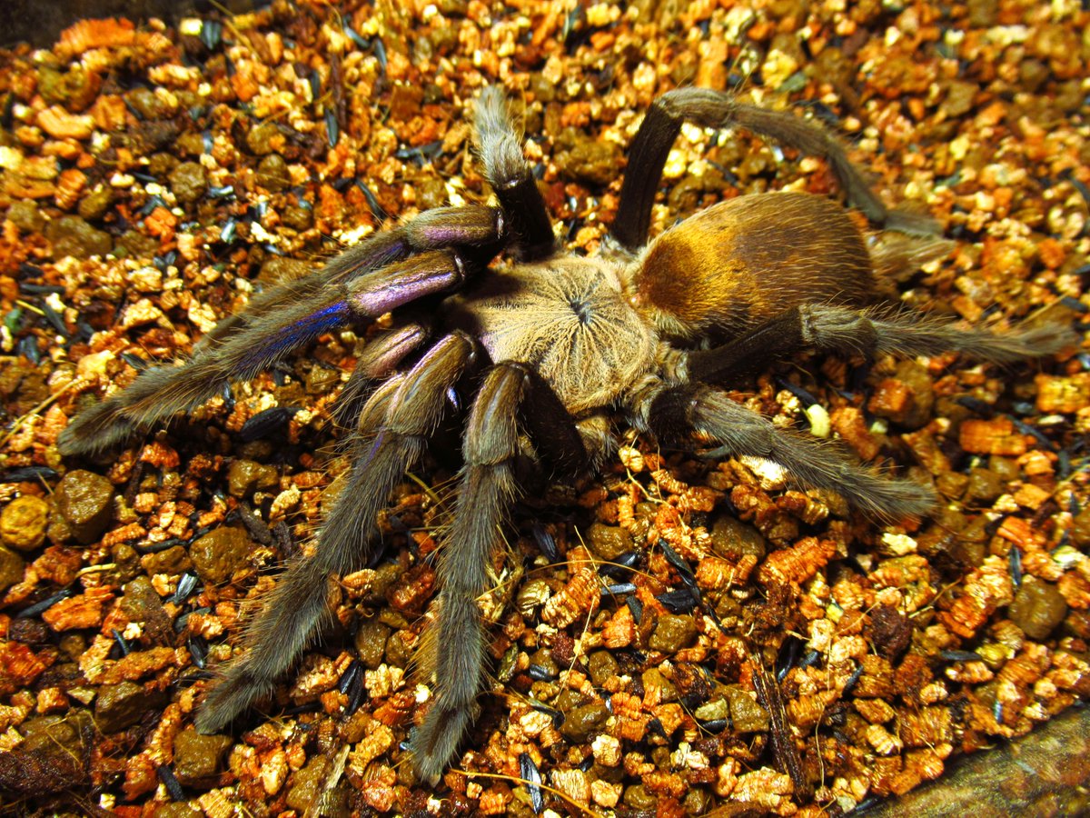 camusagave's tweet photo. Chilobrachys sp. "Electric blue"
みんな大好きエレブル
こちらも比較的最近脱皮したので体色は鮮やか
とはいえ、実物はここまでのゴールド感はない… https://t.co/cMNgqnmojU