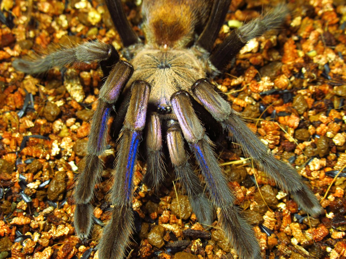 camusagave's tweet photo. Chilobrachys sp. "Electric blue"
みんな大好きエレブル
こちらも比較的最近脱皮したので体色は鮮やか
とはいえ、実物はここまでのゴールド感はない… https://t.co/cMNgqnmojU