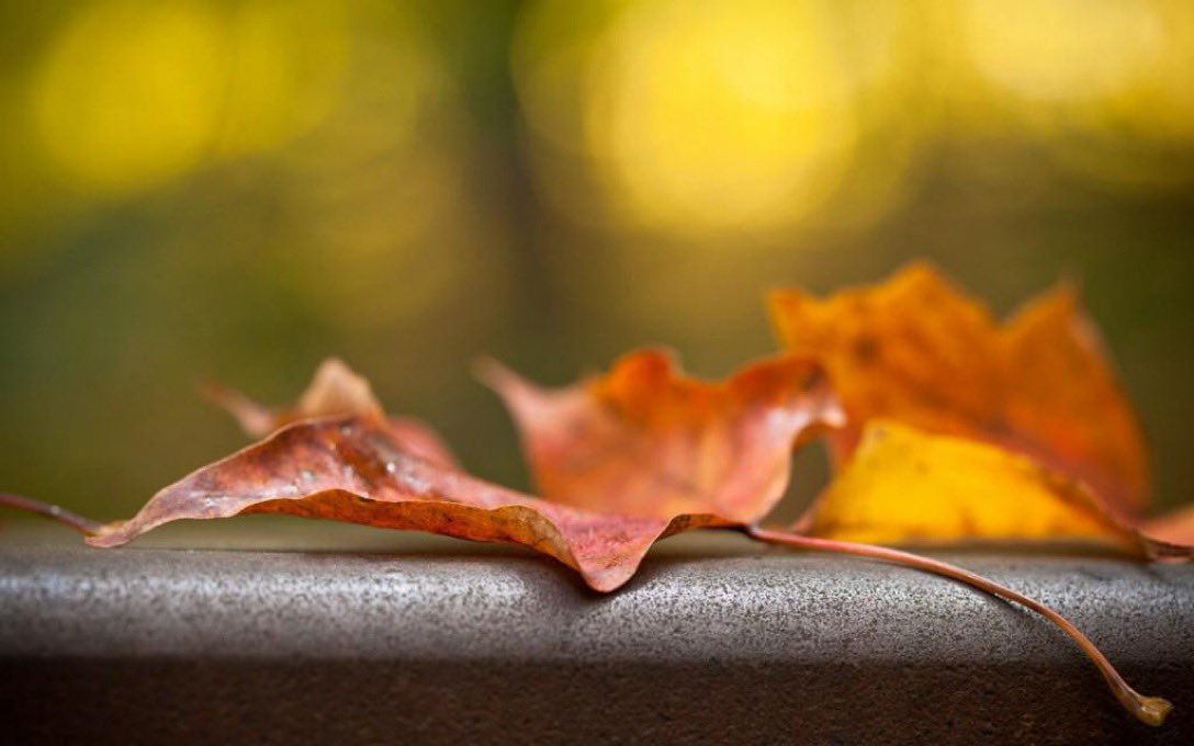 #TankaThursday (gentle)

gentle irony as gift
the heart drop of loss
the uplift
of acceptance 
everything belongs~
