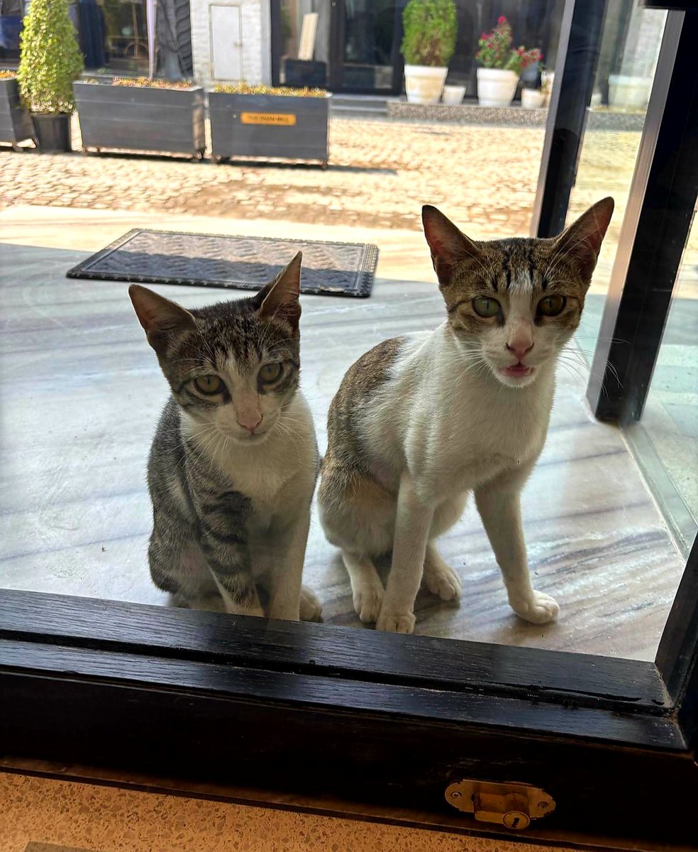 Paper Haveli tweet media