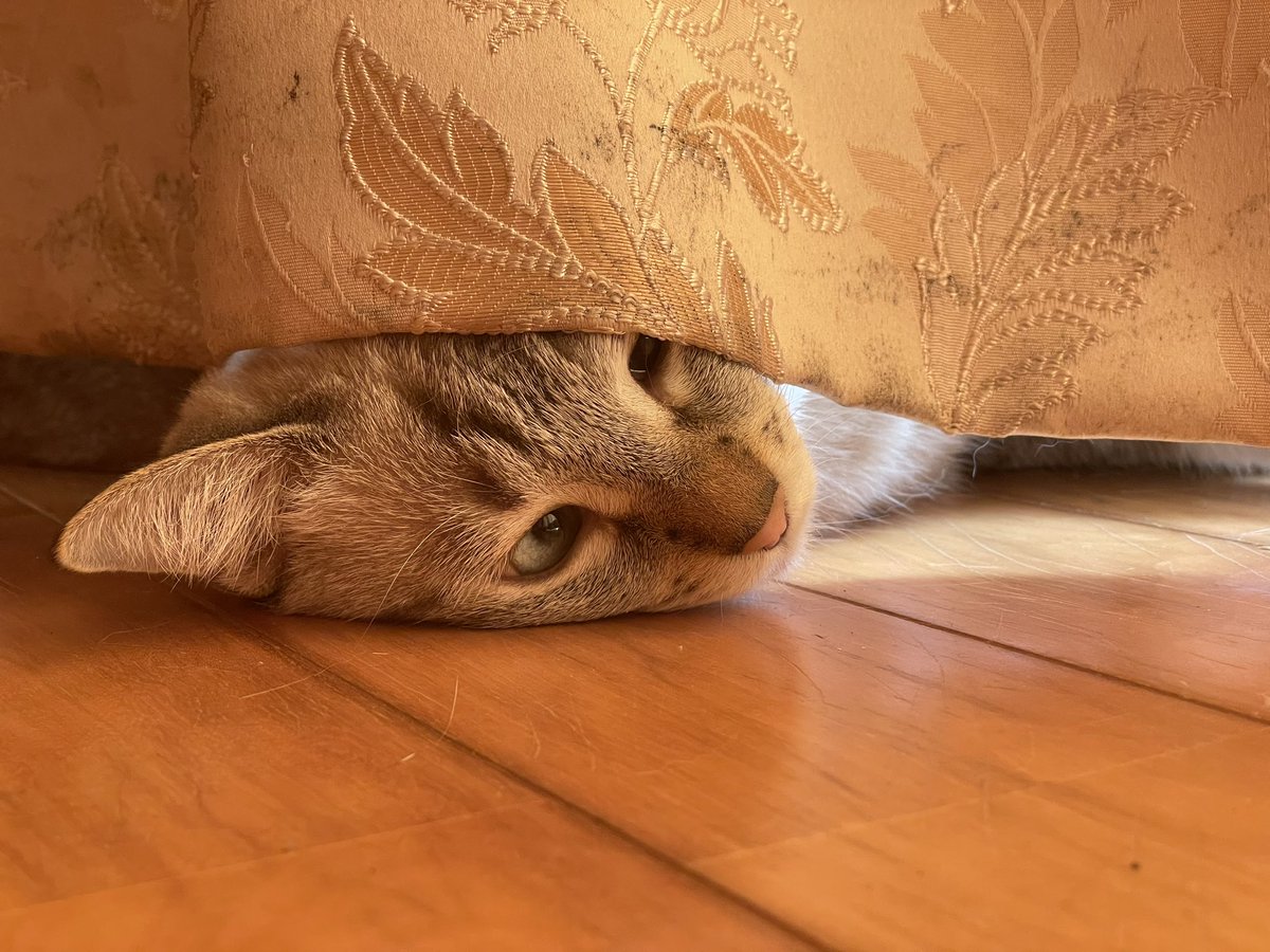 peti1219's tweet photo. 最近ほんと良く落ちてるw

#ファインダー越しの私の世界 #猫がいる暮らし https://t.co/yshAVUfWtY