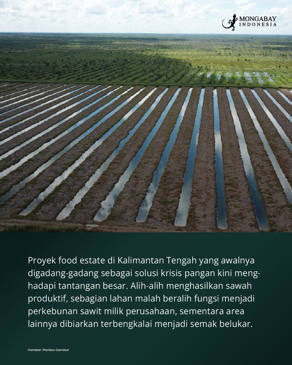 Proyek pengembangan pangan skala besar (food estate) di Kalimantan Tengah yang awalnya digadang sebagai solusi krisis pangan kini justru menuai banyak masalah. Alih-alih memperluas lahan sawah produktif, sebagian besar lahan berubah fungsi menjadi perkebunan sawit perusahaan,