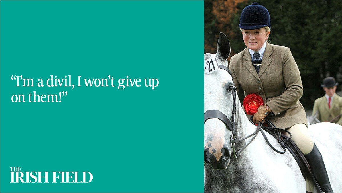 TheIrishFieldHW tweet media