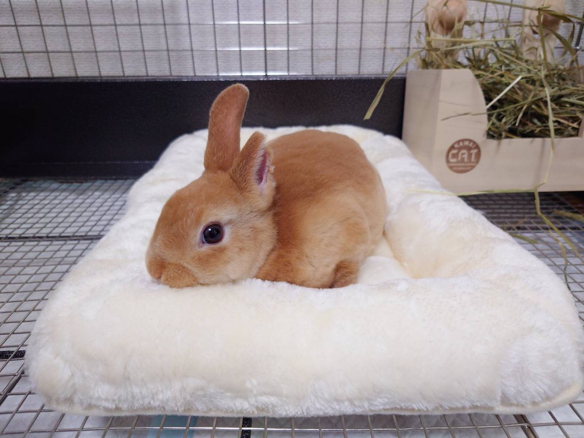 ゆー@もこもこは正義//ミニレッキスころも tweet media