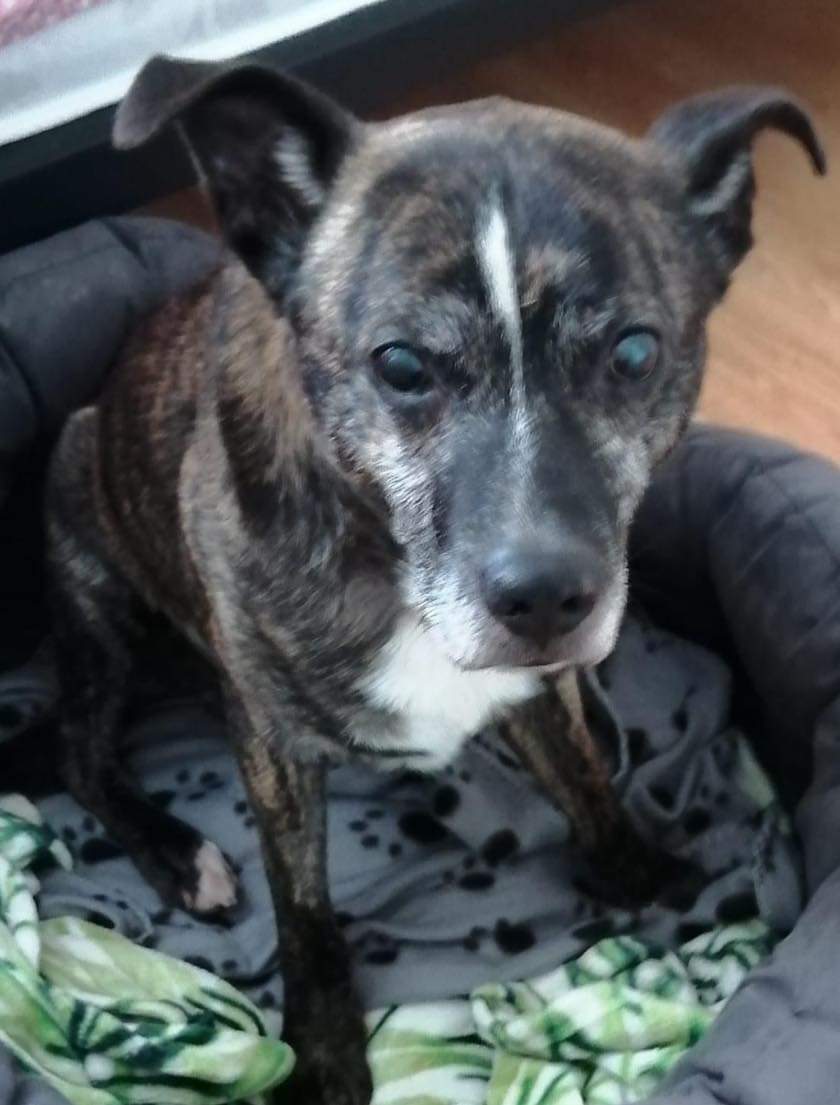 SeniorStaffy's tweet photo. Good morning Staffy Lovers!
We had to giggle at Rocky who had to remind fosty that brekkie is to be served promptly at 8.00, Not 8.01 and if late a treat is needed too 😂 Sheesh, the audacity 😂
He's so comical, and needs a furever home 🏡 here's his deets https://t.co/O2N52JJlFI https://t.co/H7pyUyZzPf