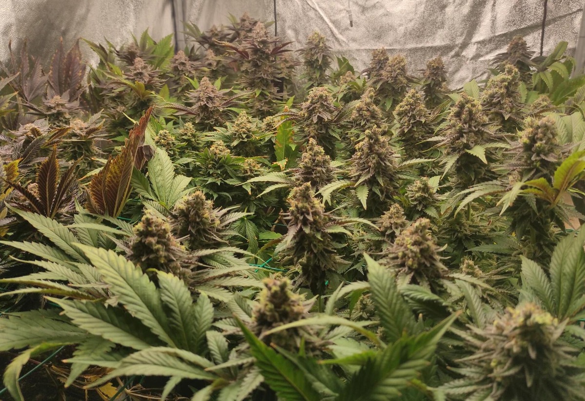 crop_house's tweet photo. Cherry Pie doing what she does best - pure eye candy from every angle 🍒🥧

#CherryPie #fruity #CropHouse #ThaiGrowers #growyourown https://t.co/m7a8hphJ70