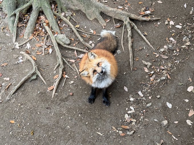 今年もきつね村に行ってきました
これは首かしげあざときつね 