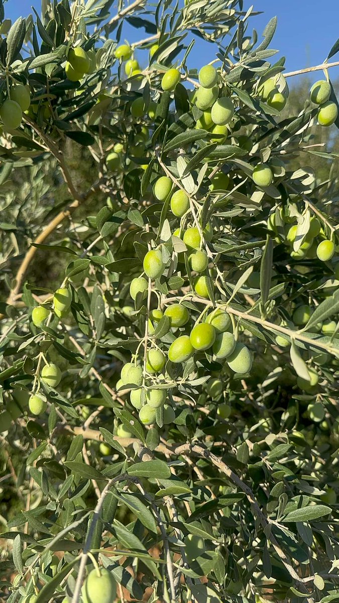 yazcayir's tweet photo. Zeytin:
Su ile (Para) çok işi yoktur ihtiyacı kadarını alır, kimseye tepeden bakmaz rüzgarın onu eğmesine asla izin vermez, dallarını sopayla kırarsın da bir sene küser ama öbür sene yine sana verir, kin tutmaz, tüm bunlara rağmen bir de zeytin verir ki ++ https://t.co/iRr3umbHoW
