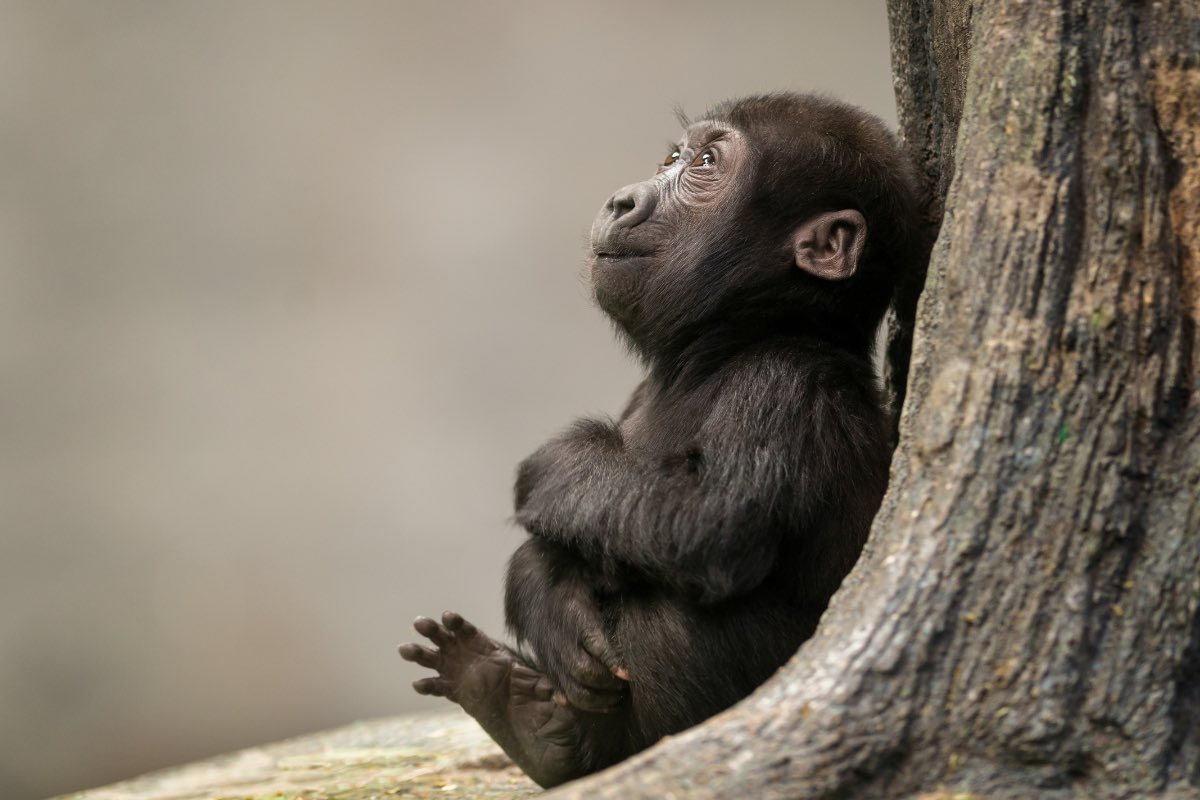 A photo of <a href="/Reese10Angel/">Angel Reese</a> as a baby…