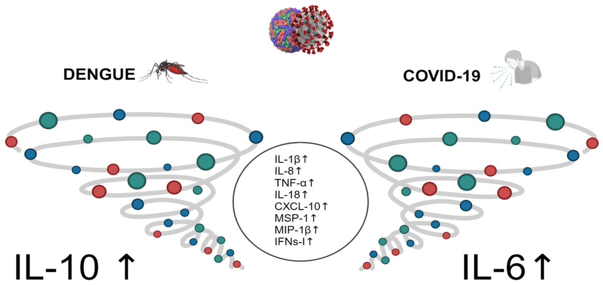 García AH, De Sanctis JB. Exploring the Contrasts and Similarities of Dengue and SARS-CoV-2 Infections During the COVID-19 Era. Int J Mol Sci. doi.org/10.3390/ijms25…