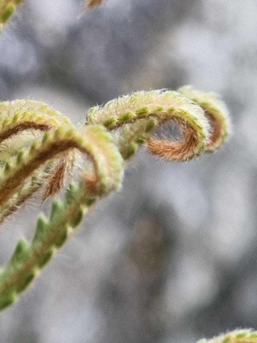 Bob Mehen (@bobmehen) on Twitter photo Fern-like new leaves unfurling on Banksia attenuata 'dwarf'. Another beauty from Penberth Plants <a href="/PenberthClaire/">Claire Batten</a> #proteaceae #Banksia #gardens #Cornwall Fern-like new leaves unfurling on Banksia attenuata 'dwarf'. Another beauty from Penberth Plants <a href="/PenberthClaire/">Claire Batten</a> #proteaceae #Banksia #gardens #Cornwall