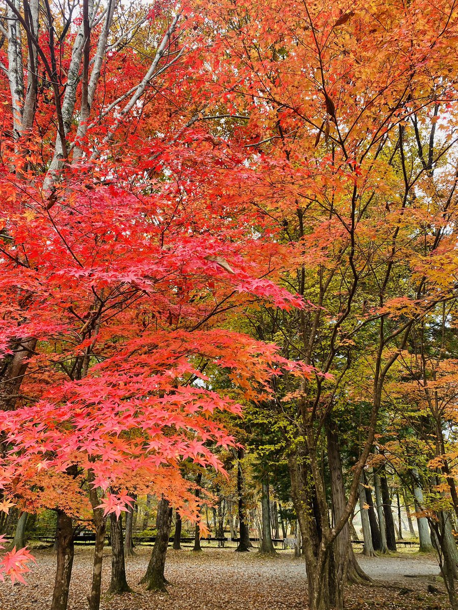 久々の山梨。11月にしては暖かいけど、ちゃんと秋🍁 今日は溜まった仕事を消化すると意気込んでいたものの、散歩・温泉・お昼寝と、思いがけず休んでしまった。しっかりOFFになれる場所って、やはり大事。