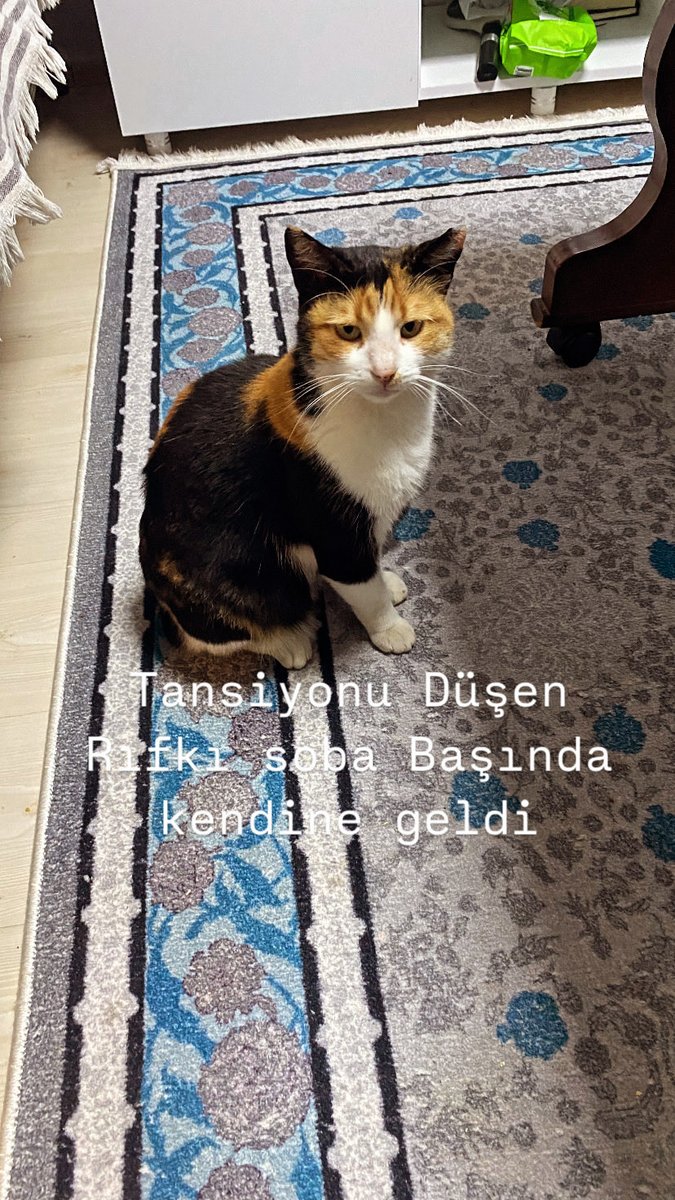 Levent Şengün (@leventsengun31) on Twitter photo 