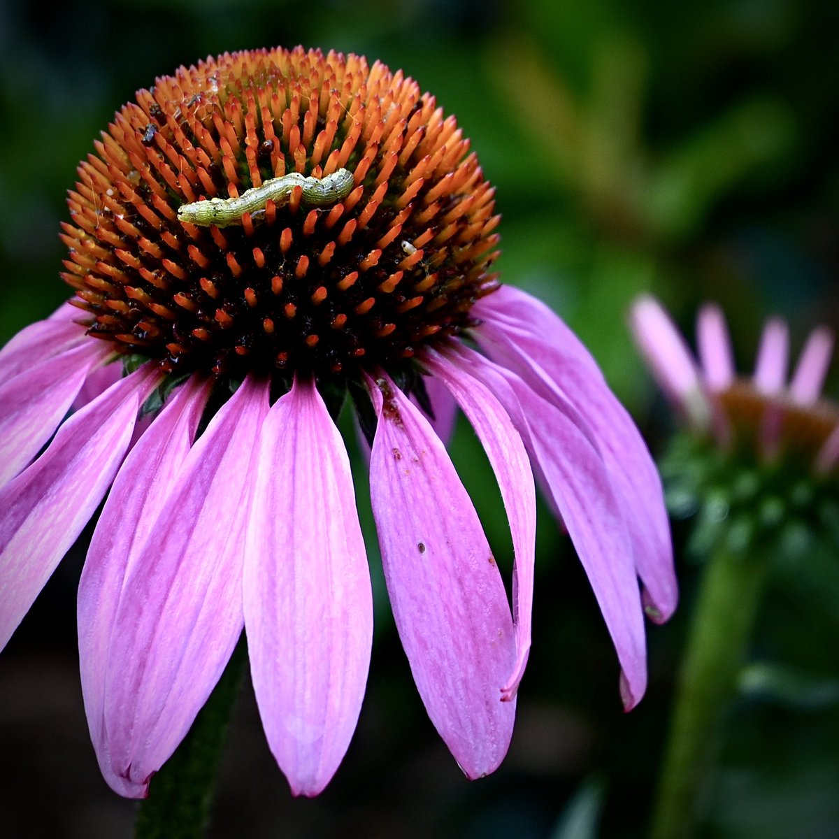 91DaysofSpring's tweet photo. Hiding from the rain #inmygardentoday #echinacea #babybutterfly #nosprayspring #springday77 https://t.co/RMp9sNKtrn