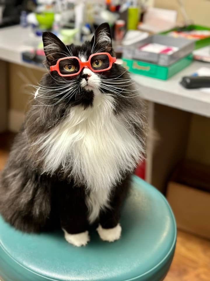 cats with jobs 🛠 tweet media