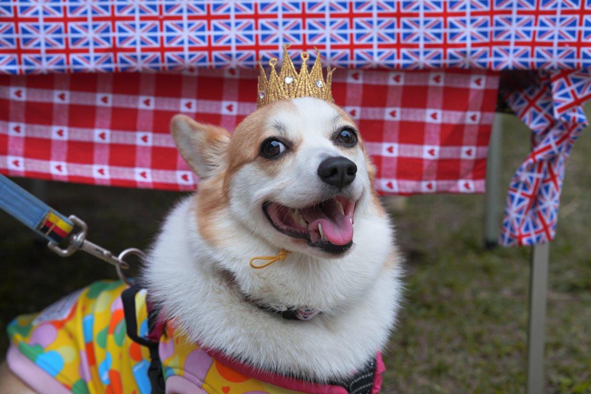 guzuppe's tweet photo. 親バカShot。海の公園のDogrun CARAVANに初参戦。本日は #Corgi Day。本牧のシンボルタワーの下よりも、広いし起伏もあるので楽しい場所でした。むちむち、プリプリのコギ達を満喫できたぜ
#sigma #sigmafp #sigma85mmf14art #dogruncaravan #dogrunlab #dog https://t.co/j1zPVfeY4p