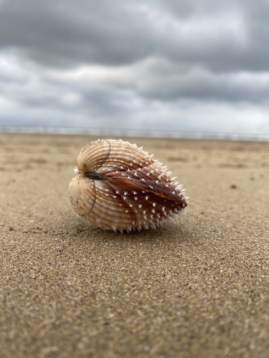 Spiny cockle at #westwardho! North #devon