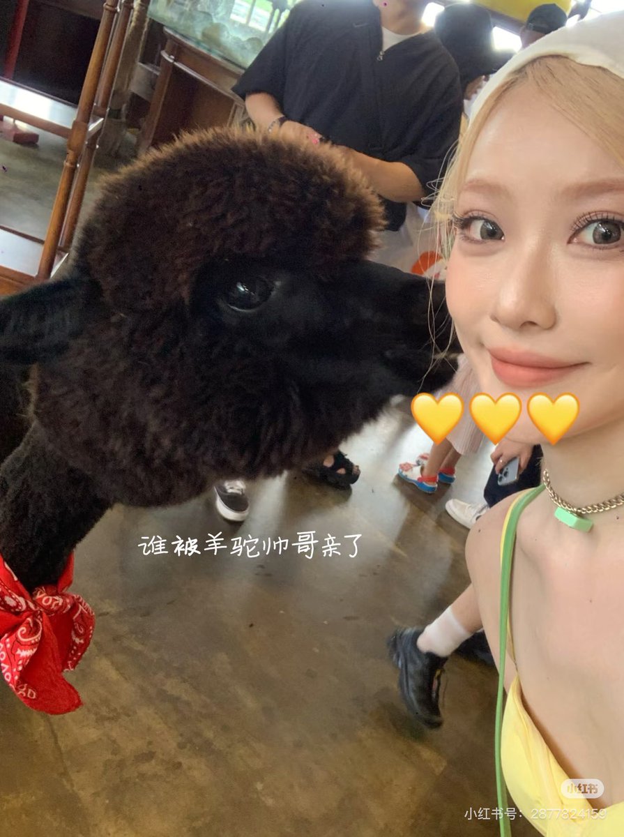 _LOVEPEDIA_'s tweet photo. ♡241018 RED 小紅书update♡2️⃣

Plog | 我是济州岛西线一日特种兵。

#yangzige #zige #杨梓格 #양쯔거 #ヤンズーグァ ヤンズ　ズーグァ https://t.co/KoW6V95En4