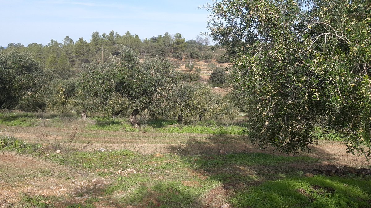 JMBB65's tweet photo. Aulives!
Un any, estrany, sembla que no pugui ser!
Arbres supercarregats i altres, zero!
Collita curta!
Llany que ve més!
#SomDeLanyQueVe
#Sorpresos
#OrgullPages
@PagesosGPS @uniopagesos
@jovespagesos
Sim i Serem!🙏🙏🙏💪💪💪💪😍😍😍😍 https://t.co/7swB5u26ED