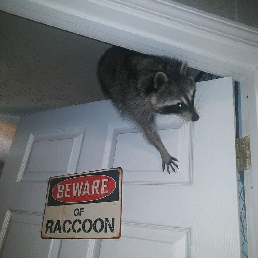 raccoonhourly's tweet photo. https://t.co/MZAe4Shqgq