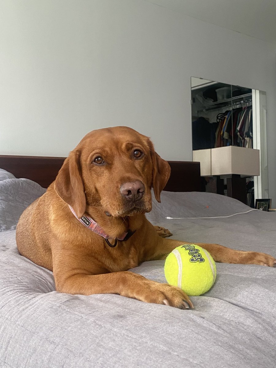 Between online interviews and working from home Meg is always giving me the puppy-dog-eyes waiting to play 🥲

(She doesn’t know but we’re going for a hike and swim today!!!)