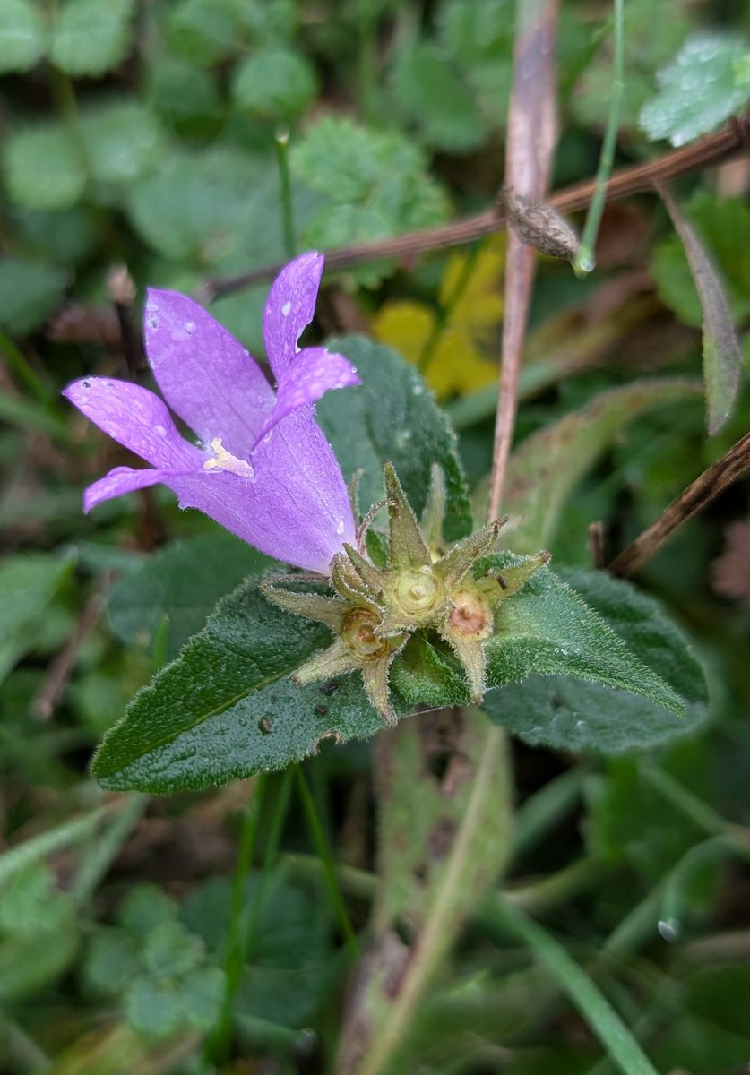 Dr Phil Saunders 🇬🇧 🇪🇺 🌈 tweet media