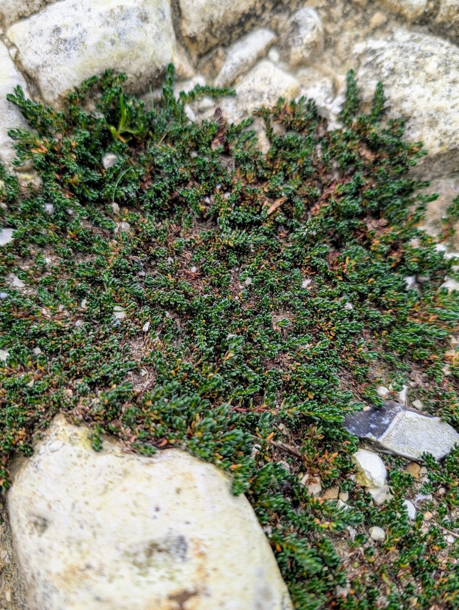 Dr Phil Saunders 🇬🇧 🇪🇺 🌈 tweet media