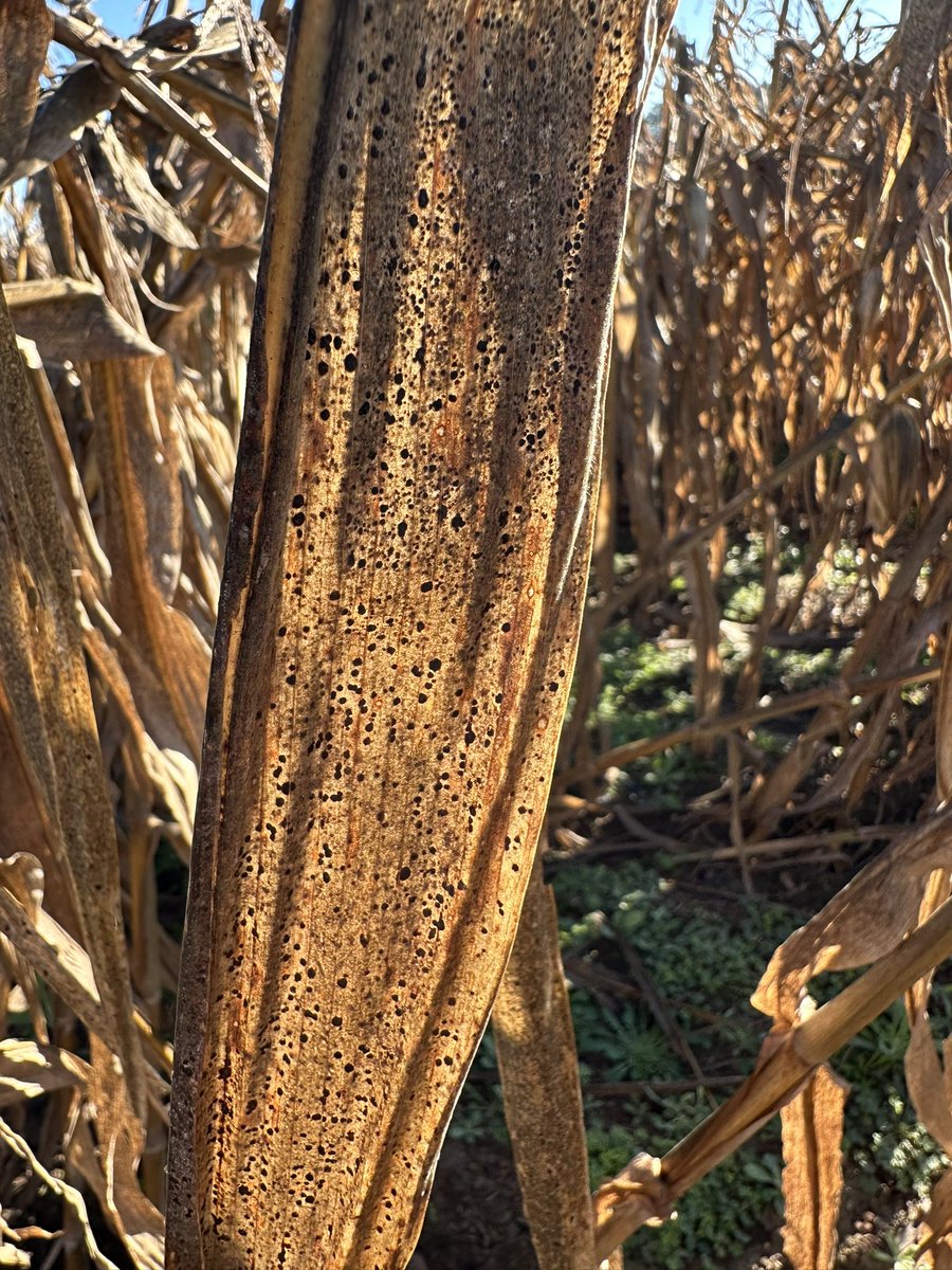 bobkemerait's tweet image. Late planted, late harvested corn in Tift Co., Georgia ‘covered up’ with tar spot disease. If tar spot ever comes in early in Georgia corn it will be a significant problem. UGA Extension.