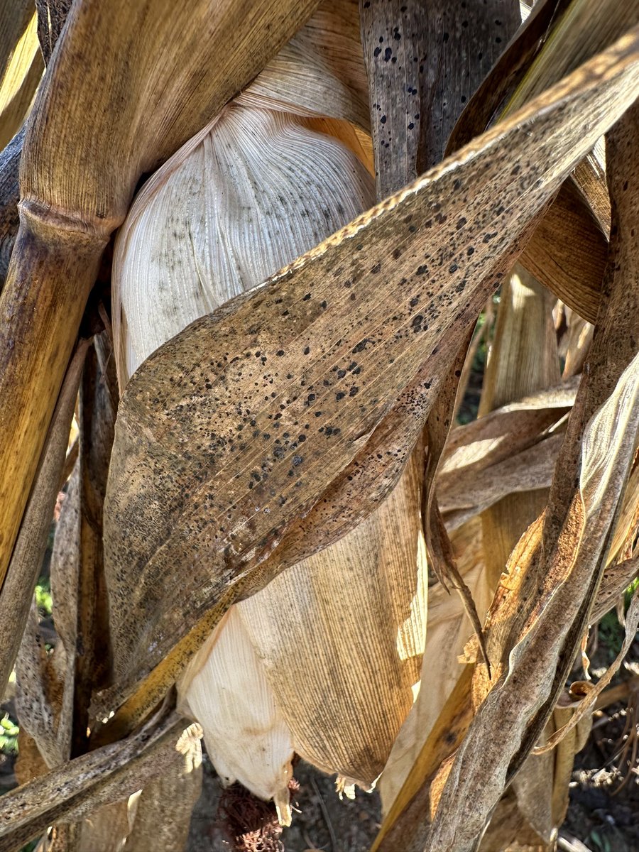 bobkemerait's tweet image. Late planted, late harvested corn in Tift Co., Georgia ‘covered up’ with tar spot disease. If tar spot ever comes in early in Georgia corn it will be a significant problem. UGA Extension.