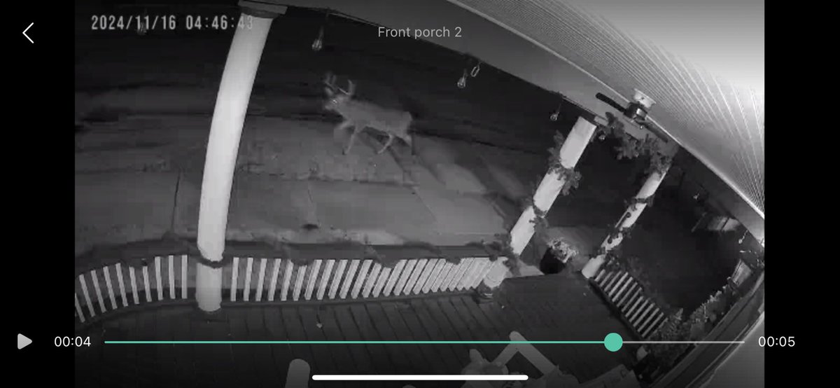 The whole hunting thing doesn’t look that difficult…. 🦌 #outsidemyfrontdoor