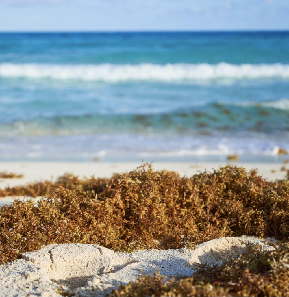 carbon_wave's tweet image. 🌊✨ "While sargassum may be seen as a challenge by many, for us it symbolizes the dawn of change. Each biomaterial we craft presents a chance to envision a cleaner, more sustainable future. 🌿🌏 

#SustainableInnovations #FutureForward #RedefiningPossibilities"