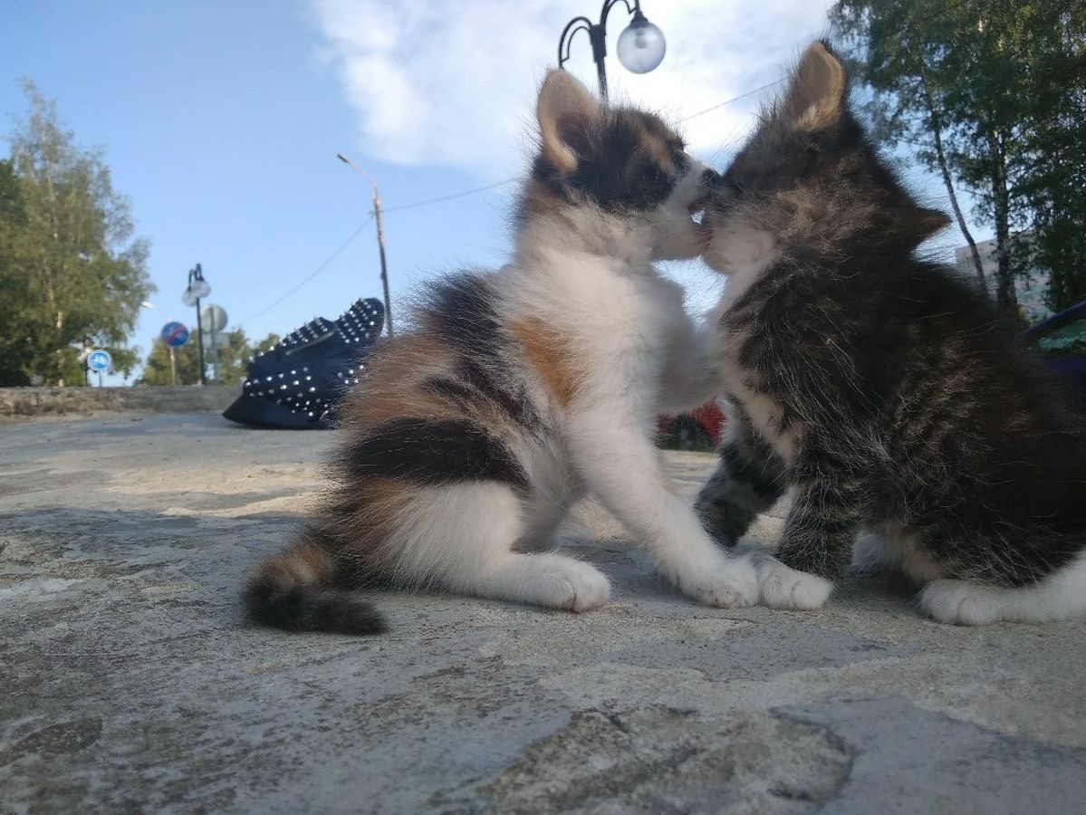 Kitty archives ♡ (@puppierz) on Twitter photo 