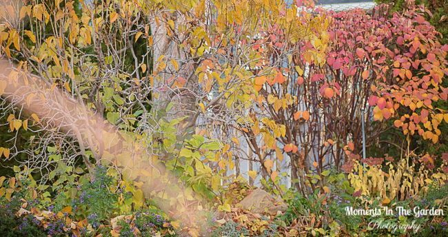 MomentsintheG's tweet photo. As we approach mid November we are so fortunate that the weather continues to be mild. I certainly welcome the rain and there are still areas of interest in the garden as fall progresses. #midnovember #novembergarden #changingseasons #fallcolour #momentsinthegardenphotography https://t.co/xbj48VJ2UL