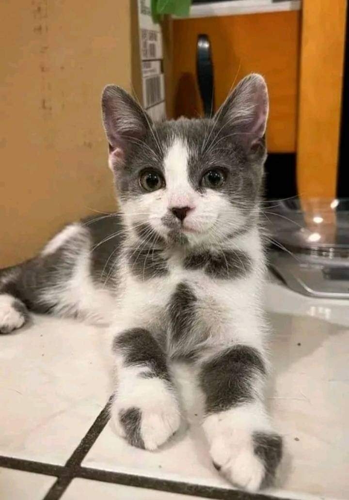 A big yes if a cat is part of your family 🐈💞😻