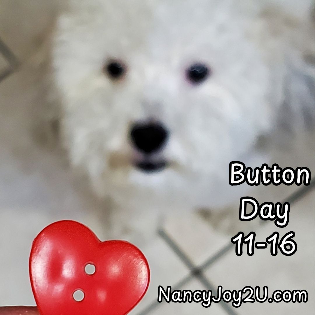 Nancyisfun's tweet image. Mandy the Maltipoo says, &quot;Happy Button Day!&quot; #mandythemaltipoo #buttonday