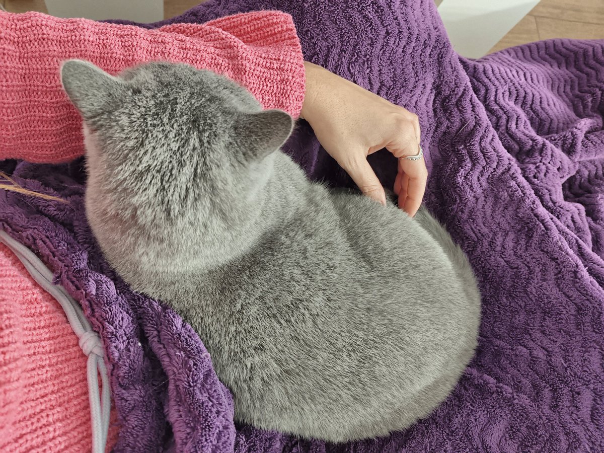 Rachevere's tweet photo. 3. Que mi gata decida sentarse entre mis piernas #makesmehappy https://t.co/W1FhMLrkVR