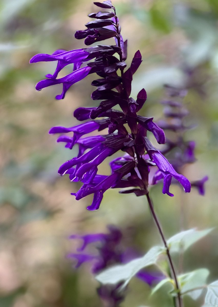 elenicclarke's tweet photo. It’s heartbreaking to have to prune back this stunning Salvia Amigo!
#Salvias #winterpreparions #coldiscoming #garden https://t.co/8dAS7tMewv