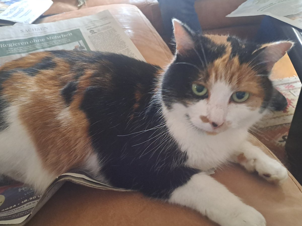 Law_Berlin1's tweet image. Heute auch mal von mir
#catcontent