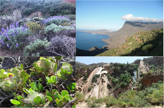 Buscamos un/a estudiante para realizar un TFG sobre la variación en el tamaño de la hoja entre especies insulares y continentales. El trabajo incluye una fase de laboratorio de enero a junio y una salida de campo en marzo/abril a Agadir, Marruecos. Contacto: xmoreira1@gmail.com