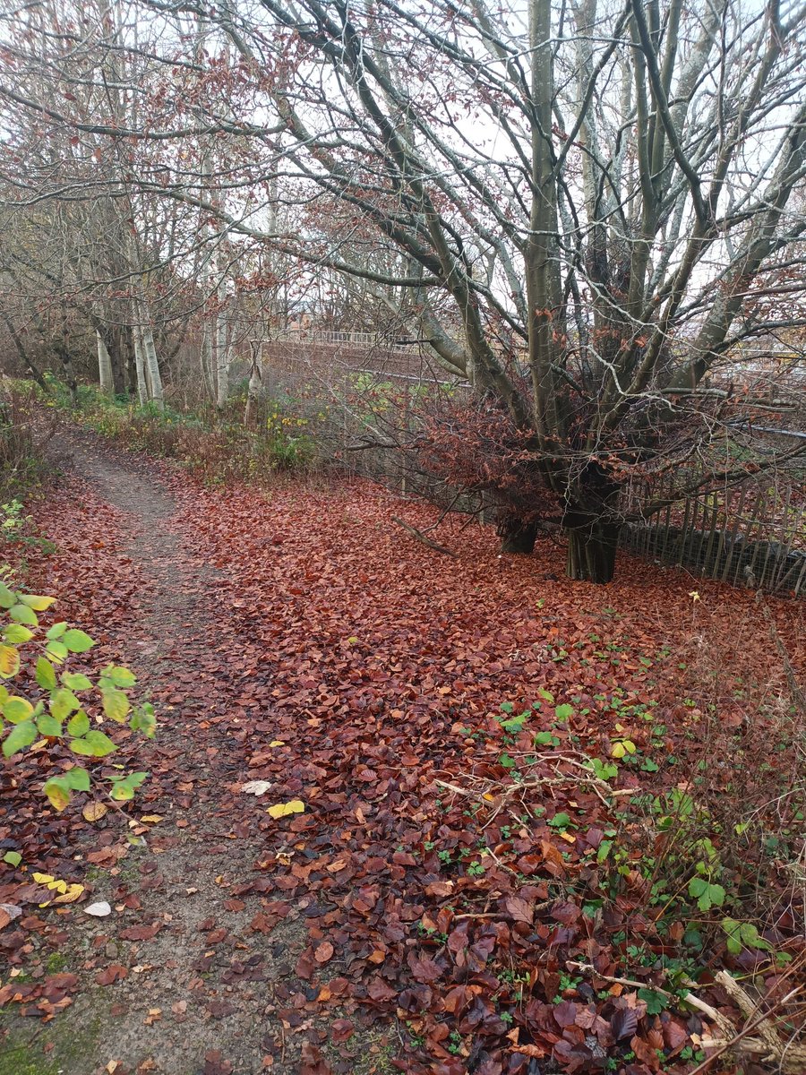 Week 2 <a href="/PathsforAll/">Paths For All</a> #stepcountchallenge as part of the <a href="/CHSScotland/">Chest Heart & Stroke Scotland | also on bluesky</a> Wander women team.  I've been our exploring nature. These are some of my favourite autumn photos.