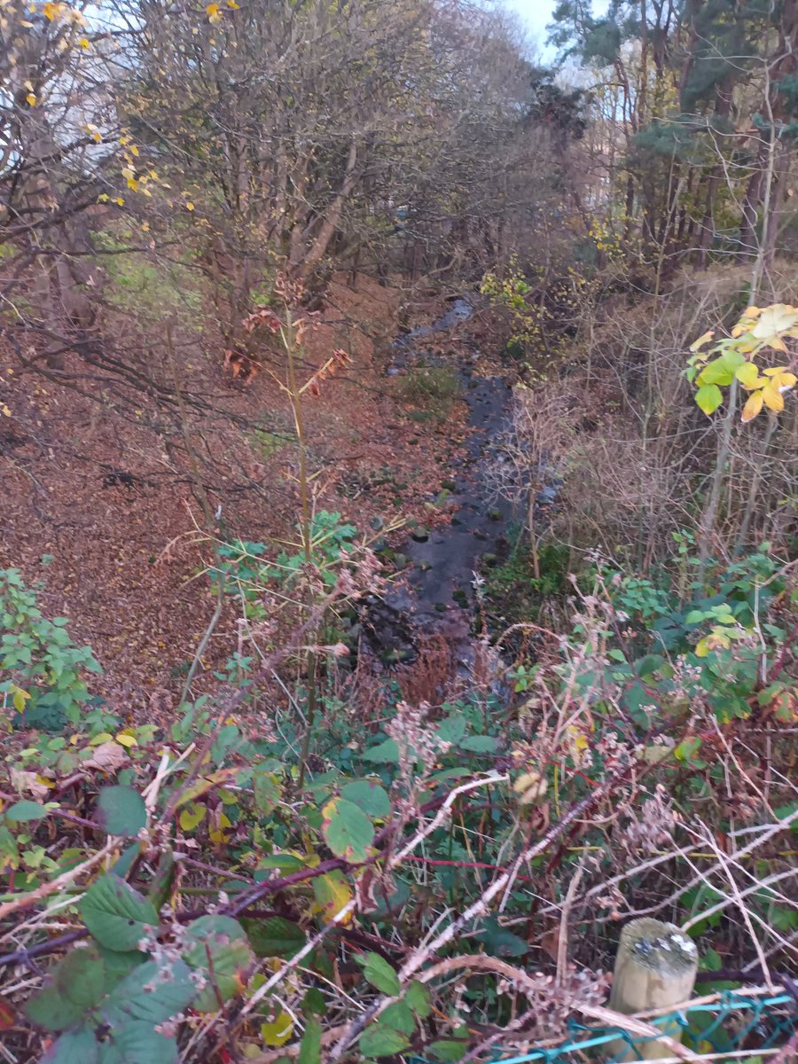 sheltie21's tweet image. Week 2 @PathsforAll #stepcountchallenge as part of the @CHSScotland Wander women team.  I&apos;ve been our exploring nature. These are some of my favourite autumn photos.