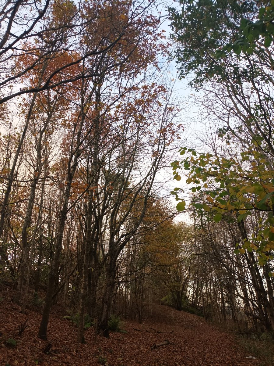 sheltie21's tweet image. Week 2 @PathsforAll #stepcountchallenge as part of the @CHSScotland Wander women team.  I&apos;ve been our exploring nature. These are some of my favourite autumn photos.