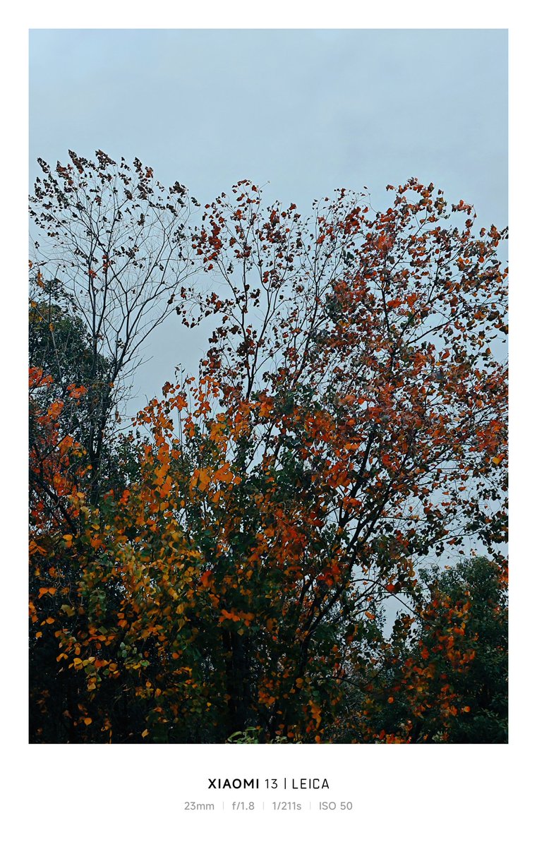 LucadW's tweet photo. Autumn colors https://t.co/zVd6IdFfZv
