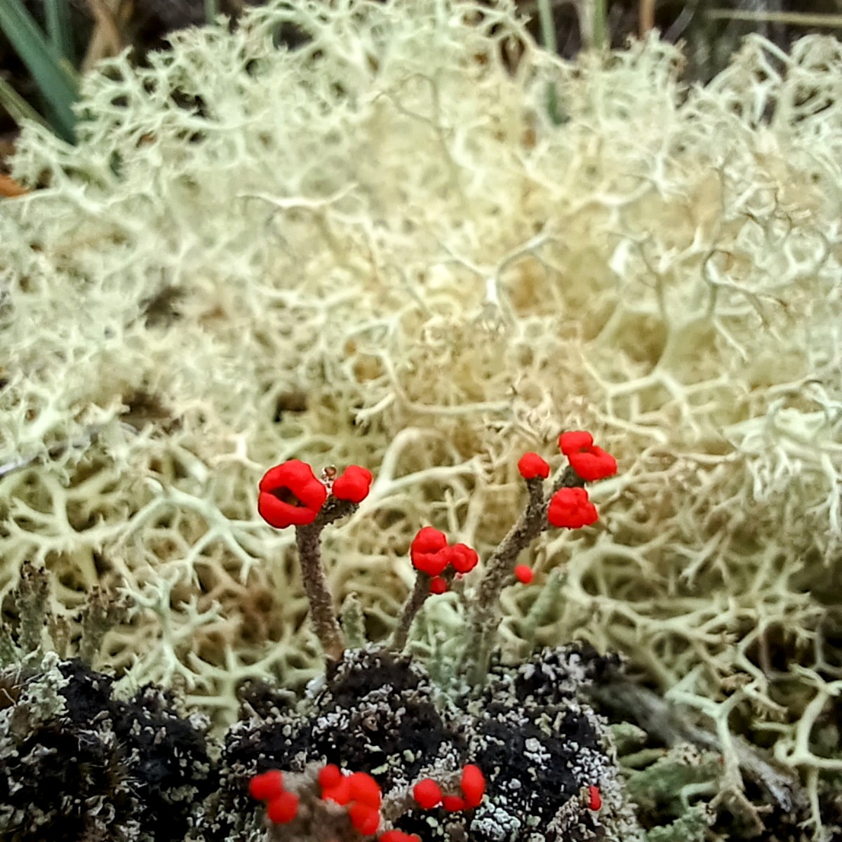 NPWS Nature Conservation tweet media