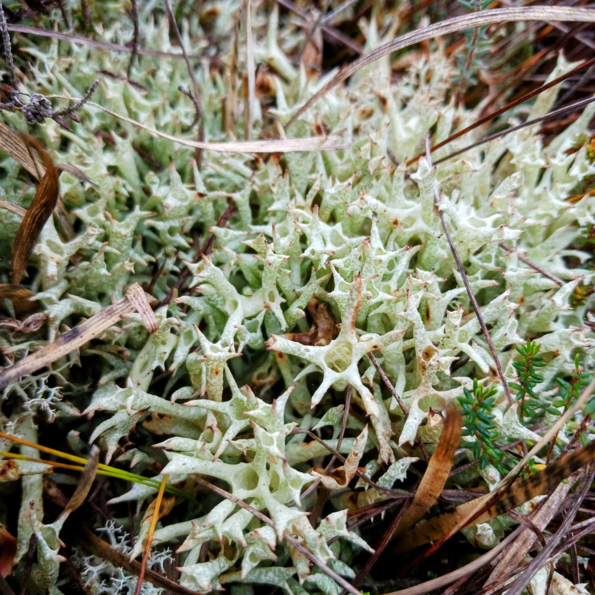 NPWS Nature Conservation tweet media