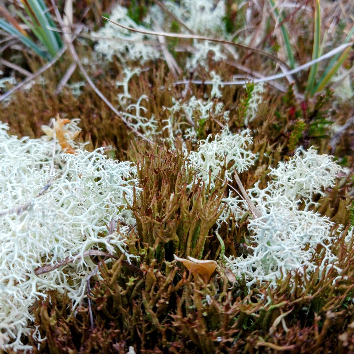 NPWS Nature Conservation tweet media