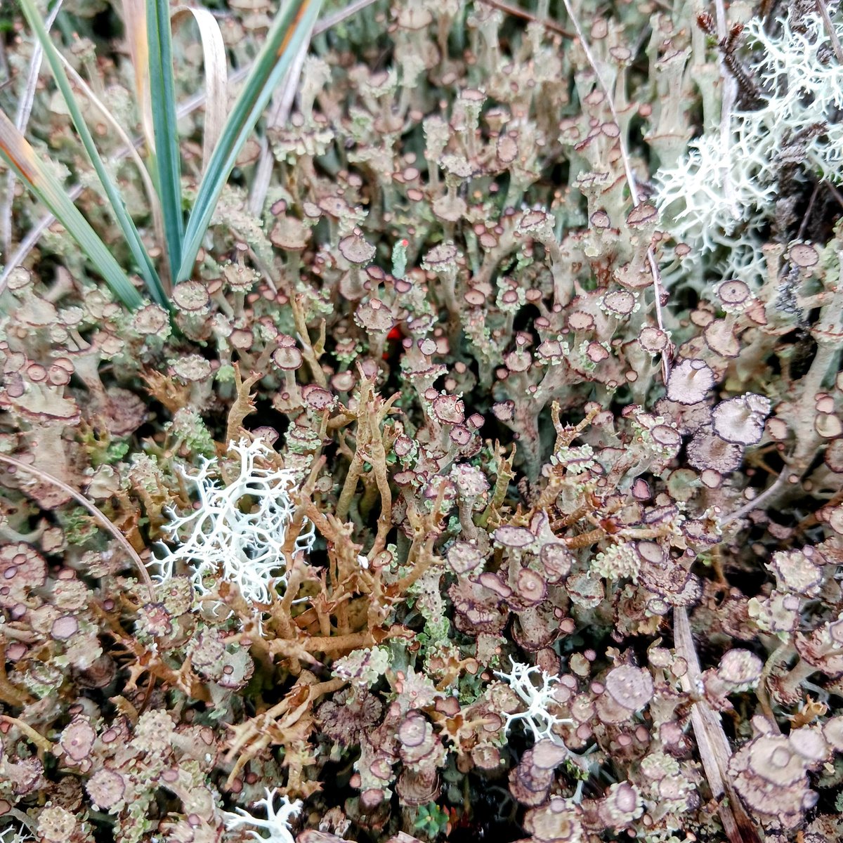 NPWS Nature Conservation tweet media