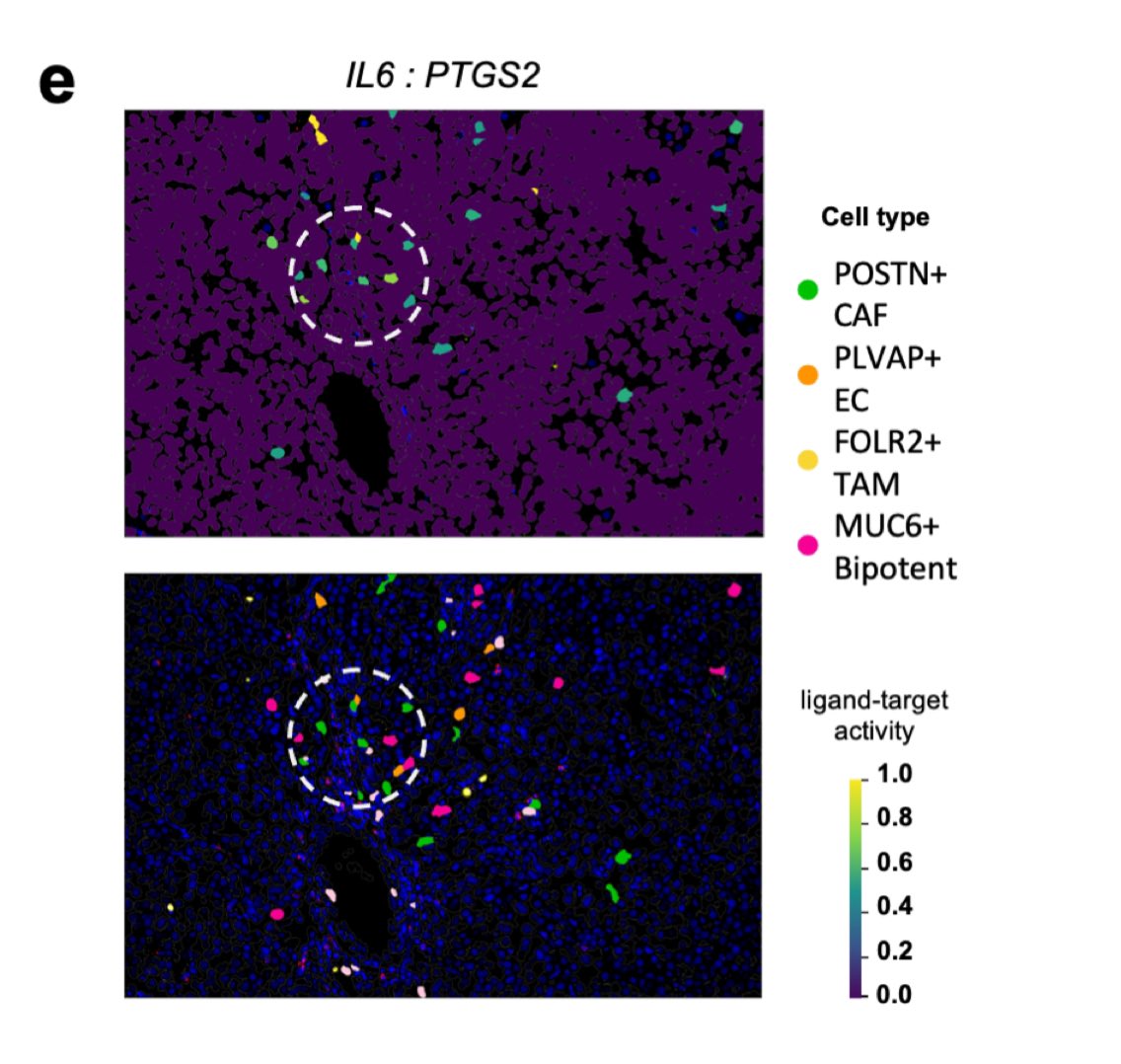 asharmaiisc's tweet image. Excited to share updated Renoir @biorxivpreprint with @Quasarzafar to predict spatial cell-cell interactions

- Benchmarking data 
- Applicability on SMI (CosMx @brukerspatial) data 
- Identification of stem-like MUC6 cancer cells in oncofetal niche 

biorxiv.org/content/10.110…